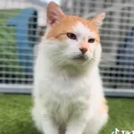 Kot do adopcji, Radom, 1 czerwca 2026