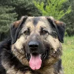 Pies do adopcji, Pieczyska, 1 czerwca 2026