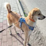 Pies do adopcji, Głowno, 2 czerwca 2026