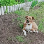 Lucyna