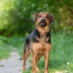 Pies do adopcji, Nowodwór, 4 czerwca 2026