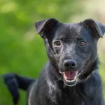 Pies do adopcji, Nowodwór, 4 czerwca 2026