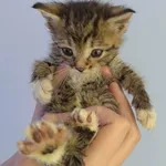 Timba