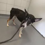 Tango.