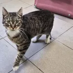 Kot do adopcji, Choszczno, 6 czerwca 2026