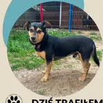 Znaleziono psa, Dąbrówka, 7 czerwca 2026