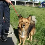 Pies do adopcji, Szczecin, 25 maja 2026