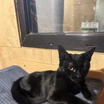 Kot do adopcji, Korabiewice, 9 czerwca 2026