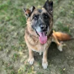 Pies do adopcji, Bydgoszcz, 9 czerwca 2026