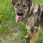 Pies do adopcji, Zgierz, 10 czerwca 2026