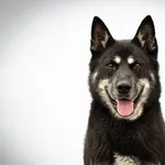 Pies do adopcji, Nowodwór, 8 czerwca 2026