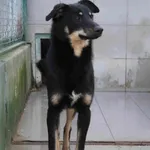 569573 Alik