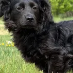 Imię: Figaro Chip: 616093903353980 Płeć: Samiec Wiek: Grudzień 2025 Wielkość: Mały Kastracja/sterylizacja: Tak Inne Psy:  Akceptuje towarzystwo suczek i psów Dzieci: W wieku nastoletnim Zdrowie: Zdrow