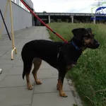 Znaleziono psa, Szczecin, 10 czerwca 2026