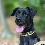 Kiara