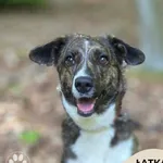 Łatka