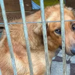 Pies do adopcji, Głowno, 11 czerwca 2026