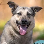 Sokrates