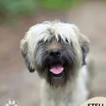 Stella