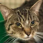 Kot do adopcji, Bełchatów, 22 maja 2026