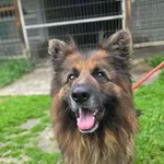 Pies do adopcji, Zgierz, 11 czerwca 2026