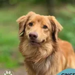 Ginger