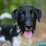 Echo