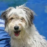 Pies do adopcji, Nowy Dwór Mazowiecki, 11 czerwca 2026