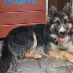 Pies do adopcji, Zgierz, 11 czerwca 2026