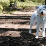 Pies do adopcji, Piła, 8 maja 2026