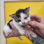 Znaleziono kota, Grudziądz, 12 czerwca 2026