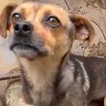 Pies do adopcji, Głowno, 14 czerwca 2026