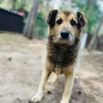 Pies do adopcji, Milanówek, 14 czerwca 2026