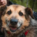 Pies do adopcji, Milanówek, 9 lipca 2026