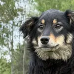 Pies do adopcji, Pieczyska, 15 czerwca 2026