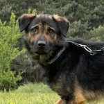 Pies do adopcji, Pieczyska, 15 czerwca 2026