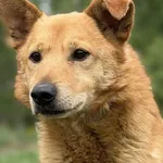 Pies do adopcji, Pieczyska, 14 czerwca 2026