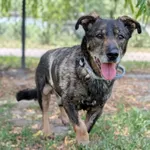 Pies do adopcji, Korabiewice, 15 czerwca 2026