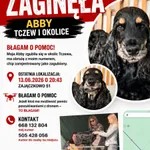 Zaginął pies, Zajączkowo, 15 czerwca 2026