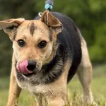Pies do adopcji, Pieczyska, 15 czerwca 2026