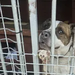 Pies do adopcji, Gorzów Wielkopolski, 15 czerwca 2026