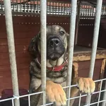 Pies do adopcji, Gorzów Wielkopolski, 9 czerwca 2026