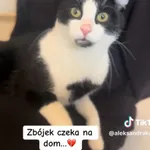 Zbójek