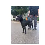 Hades
