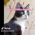 Kot do adopcji, Radom, 4 września 2026