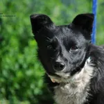 Pies do adopcji, Nowy Dwór Mazowiecki, 17 czerwca 2026