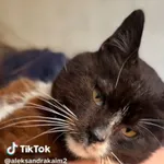 Kot do adopcji, Radom, 17 czerwca 2026