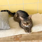 Kot do adopcji, Wrocław, 5 lutego 2026