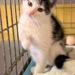 Kot do adopcji, Wrocław, 5 czerwca 2026