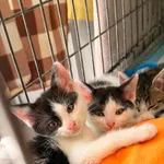 🐾 Trzy urocze kocurki szukają swoich domów! 🏡❤️ 379/26, 380/26 i 382/26